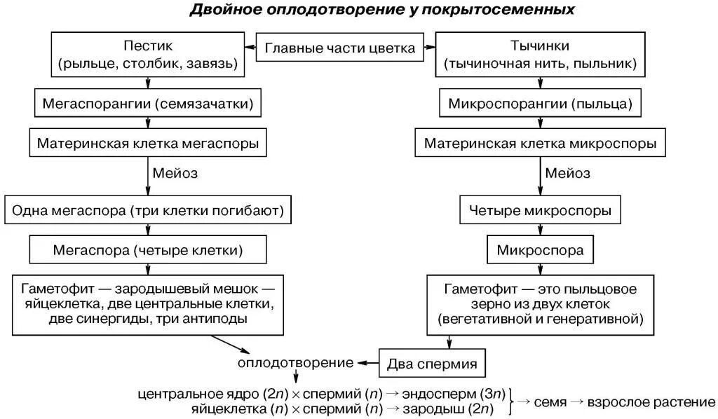 Признаки двойного оплодотворения. Двойное оплодотворение у цветковых растений Покрытосеменные. Схема двойного оплодотворения у покрытосеменных растений. Схема двойного оплодотворения у цветковых растений. Двойное оплодотворение у цветковых растений схема 10 класс.