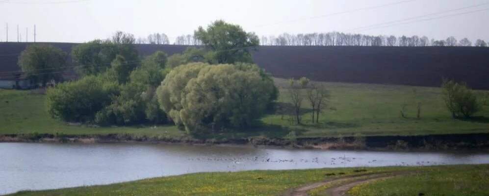 Погода постояновка тимского курской на 10 дней