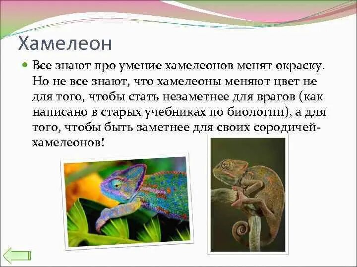 Хамелеон ответы на вопросы. Отряд чешуйчатые хамелеоны. Хамелеон презентация. Хамелеон описание. Особенности хамелеона.