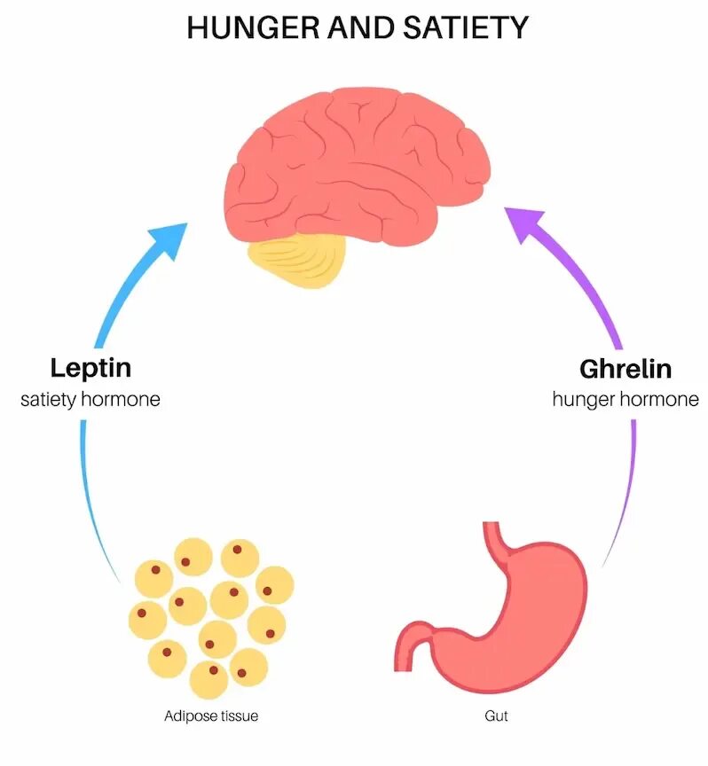 Инсулин чувство голода. Грелин и лептин. Грелин гормон голода. Гормон голода лептин и грелин. Лептин аппетит.