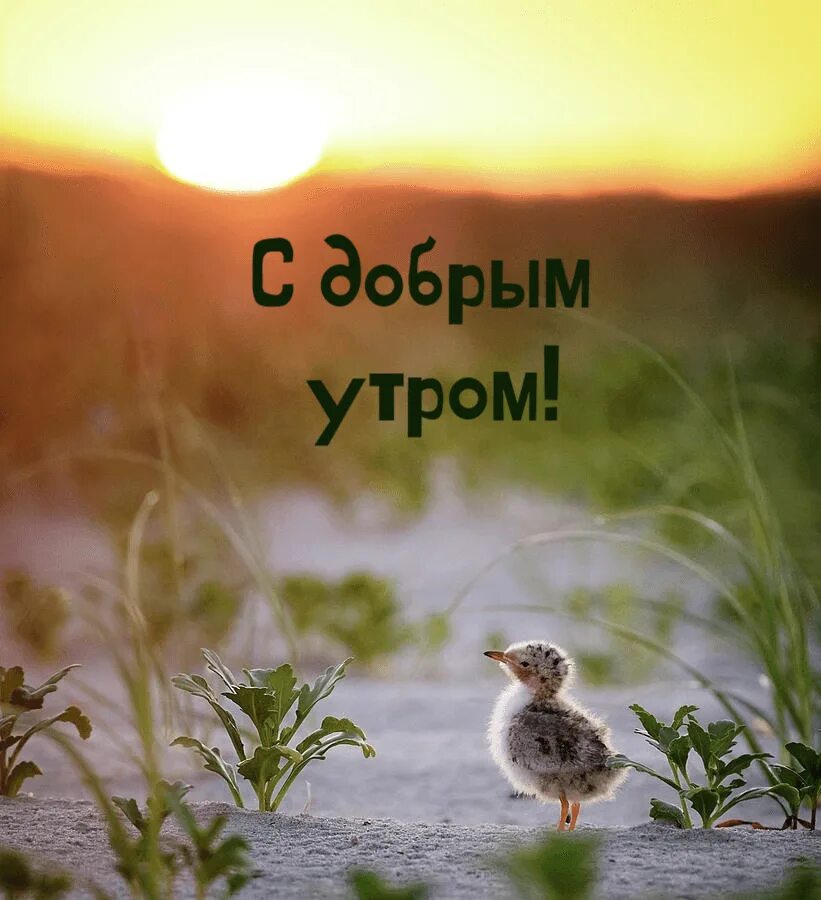 Всем такого доброго утра. Доброе утро плодотворного дня. хорошего плодотворного дня. добрейшего утречка и плодотворного дня. открытка доброго утра плодотворного дня.