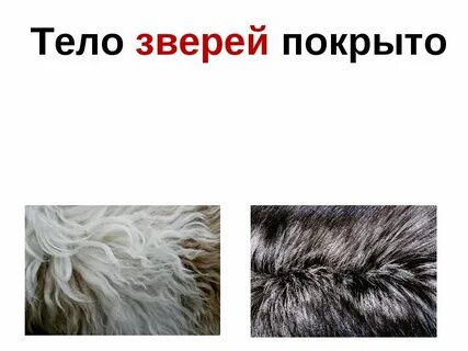 Класс млекопитающие волосяной покров