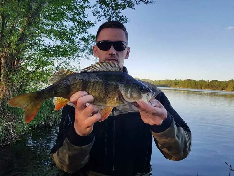Спортивный окунь. Здоровый окунь. Ловля крупного окуня июнь.