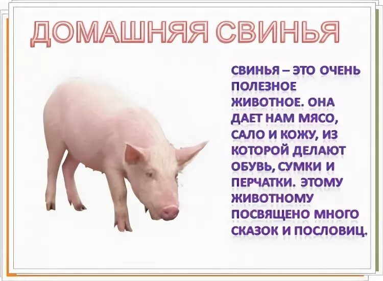 Рассказ свинки. Рассказ про свинью. Доклад о свинье. Описание свиньи для детей. Сообщение о свинке.