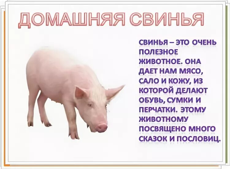 Презентация мой домашний питомец 1 класс - Basanova.ru