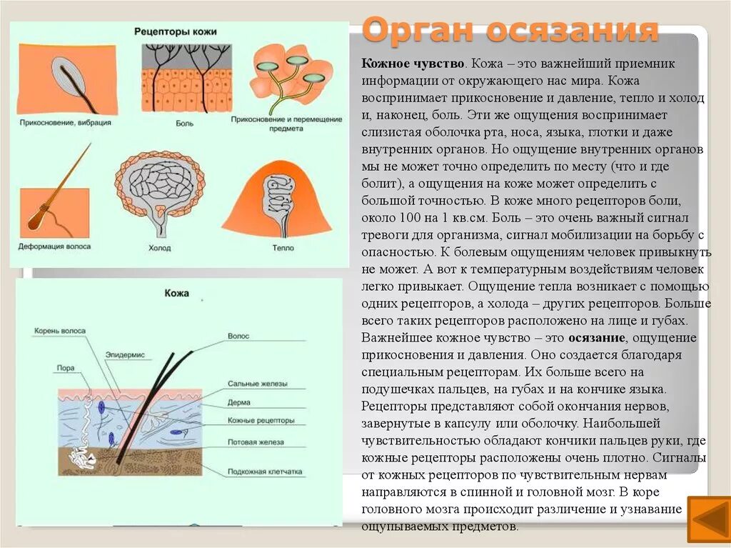 Значение органа осязания. Строение кожи человека орган осязания. биология 8 класс анализатор осязание кратко. осязание рецепторы кожи. кожное чувство осязание строение.