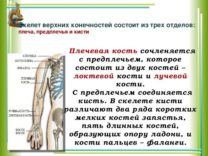 Кости и суставы верхних конечностей. Скелет человека предплечье. Соединение свободной верхней конечности. Соединение плеча и предплечья.