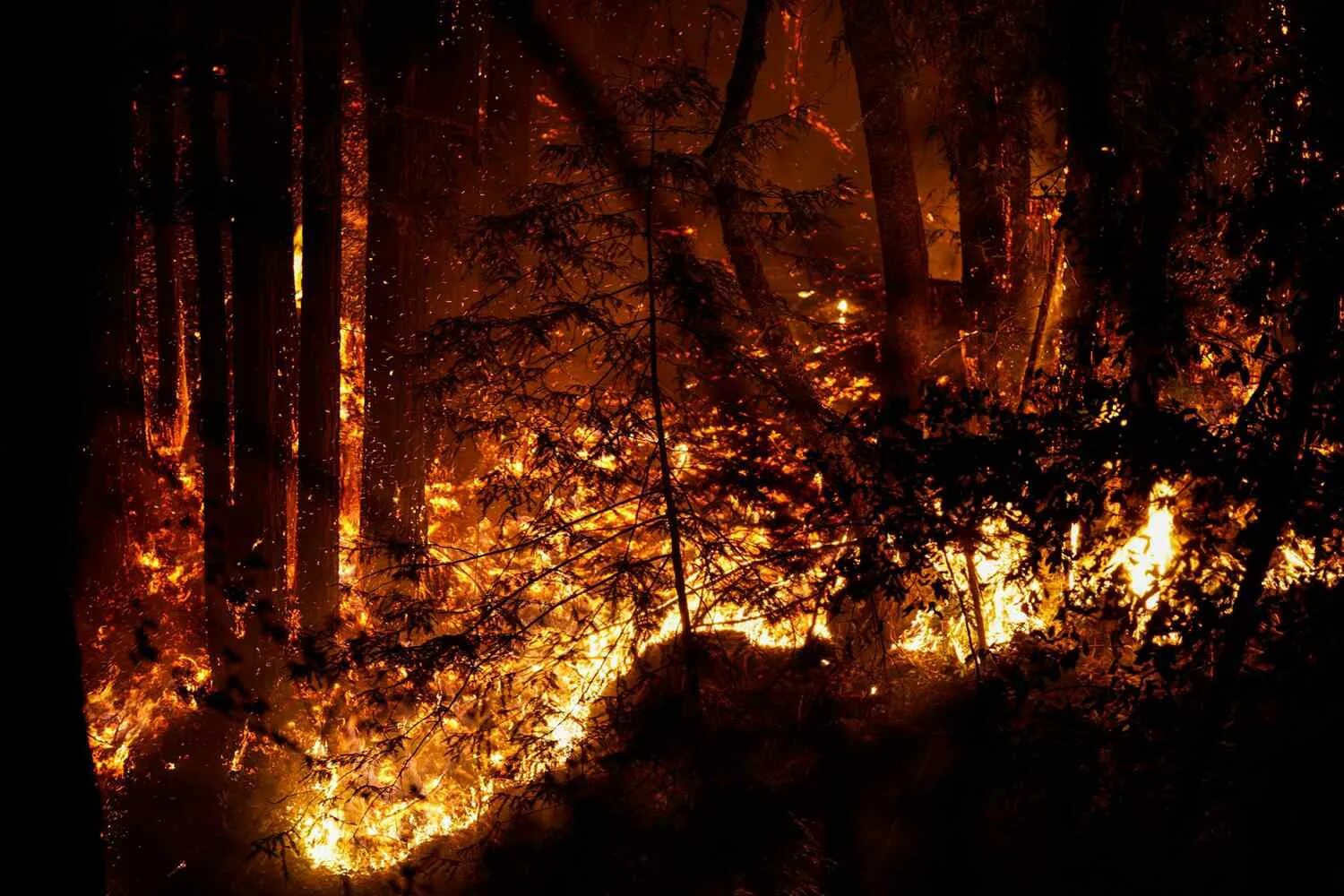Горящий лес ночью. Пожар в лесу ночью. Лес горит фото. Сгоревший лес на Красном фоне. Золото сгорело