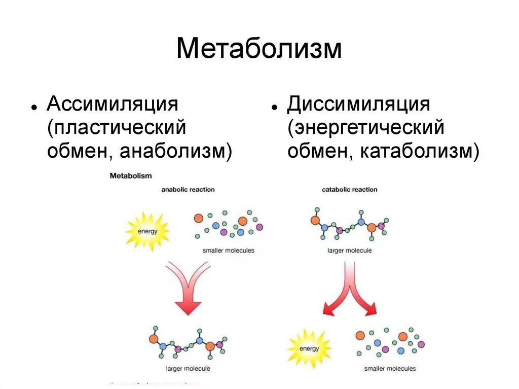 Метаболизм схема анаболизм и катаболизм. Обмен веществ ассимиляция и диссимиляция схема. Пластический и энергетический обмен схема. Диссимиляция и ассимиляция пластический и энергетический обмен. Диссимиляция в биологии