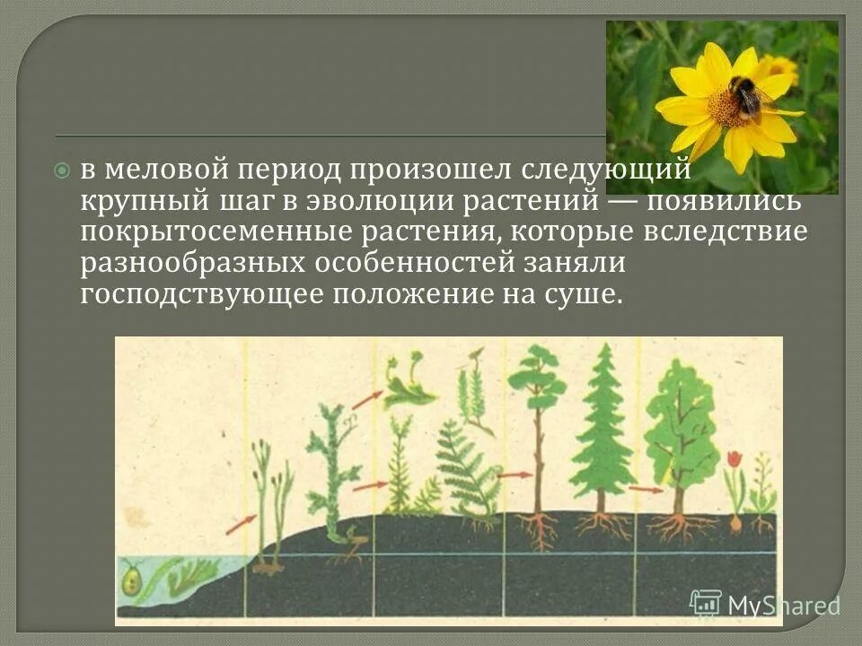 растения какого отдела занимают господствующее положение