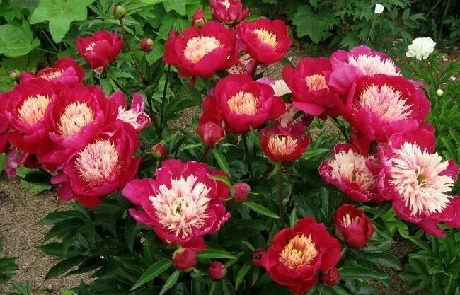 Пион молочноцветковый Уайт Кэп/Paeonia lactiflora White Cap C3, шт - Амрита
