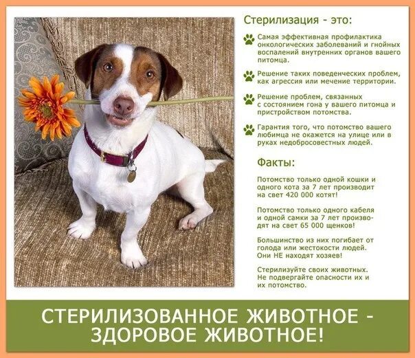 Стерилизация собаки девочка. Стерилизация собак плюсы. Стерилизуют ли сук. Памятка по стерилизации кошек. Стерилизуют ли сук.