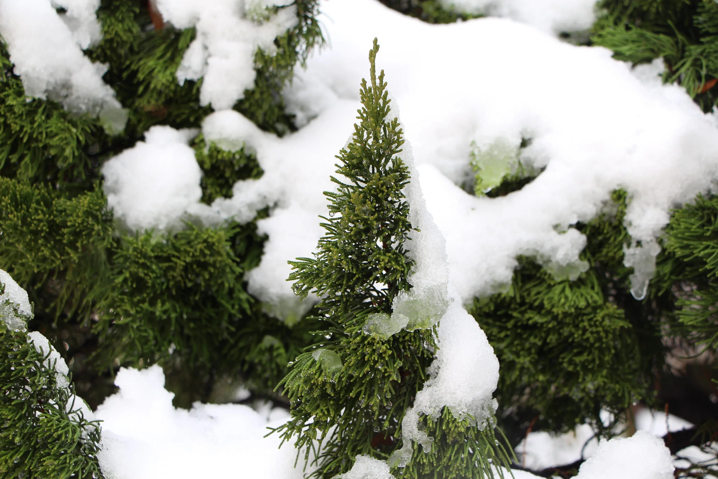 Хвойные под снегом. Деревья в снегу. Вечнозеленые растения зимой. Деревья под снегом. Снег на зеленых деревьях.