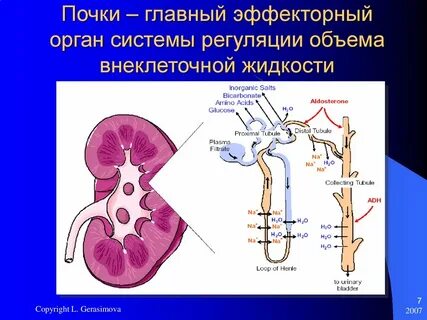 Почки и почечная система