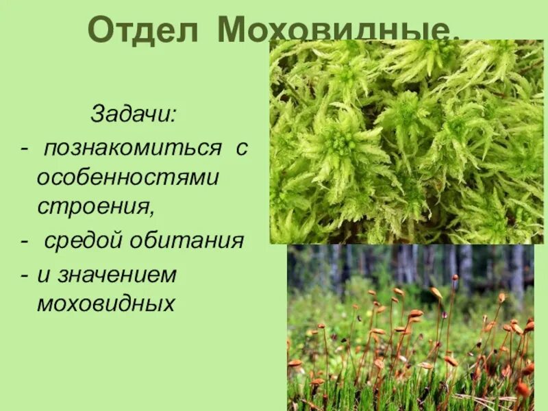 Дайте характеристику моховидных растений. Отдел Моховидные. Особенности отдела Моховидные. Общая характеристика моховидных. Характеристика отдела Моховидные.