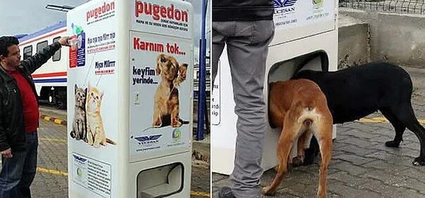 Корм для бездомных животных. Автоматы для кормления бездомных животных в турции. автоматы для корма бездомных животных в стамбуле. автоматы с едой для бездомных животных. автомат для кормления собак.