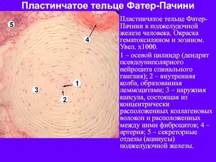 Тельце фатера пачини