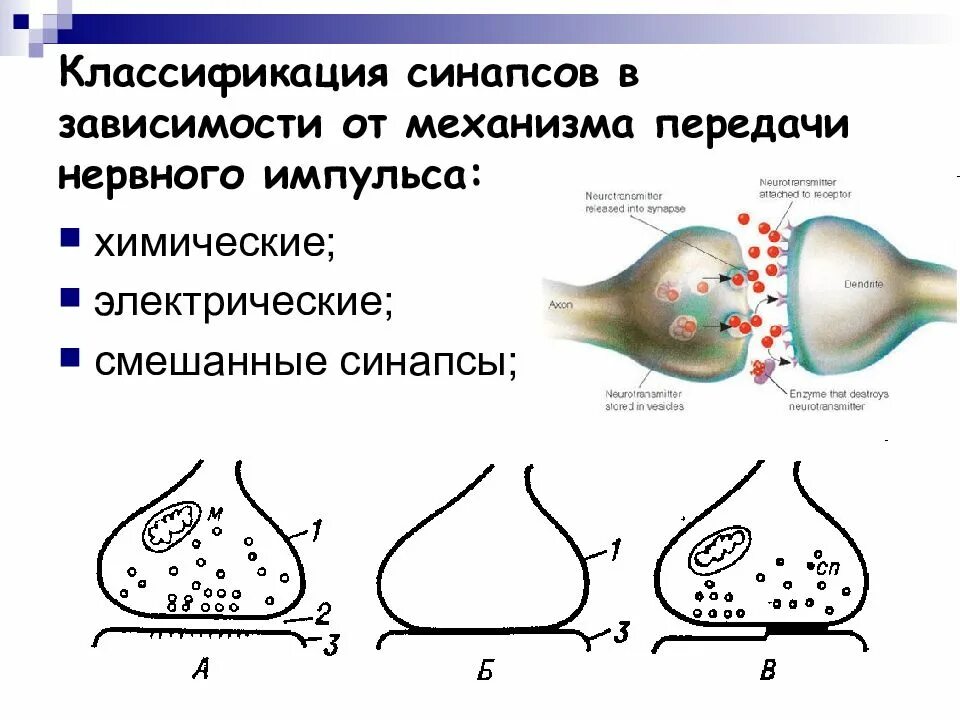 Соединение синапсов. Строение синапса физиология. синаптическая передача нервного импульса механизм. строение и классификация синапсов. строение синапса и передача нервного импульса.