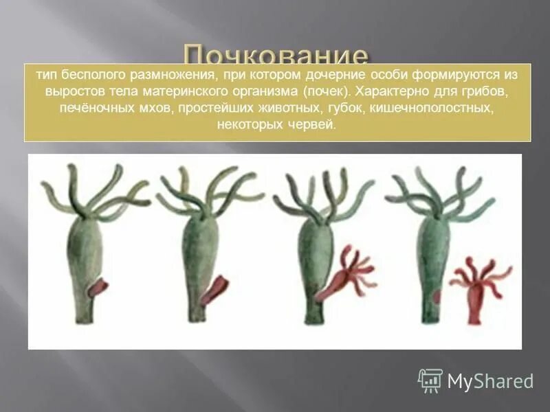 Бесполое размножение свойство. Почкование и фрагментация. Фрагментация бесполое размножение. Фрагментация Тип размножения. Почкование бесполое размножение.