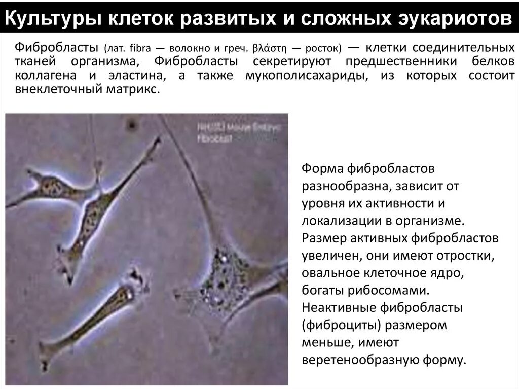 Фибробласты функции. Фибробласты форма. фибробласты локализация. происхождение фибробластов. происхождение клеток фибробластов.