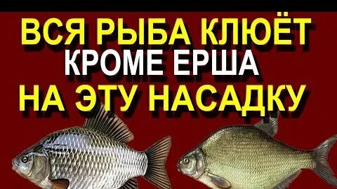 На что клюет рыба в октябре
