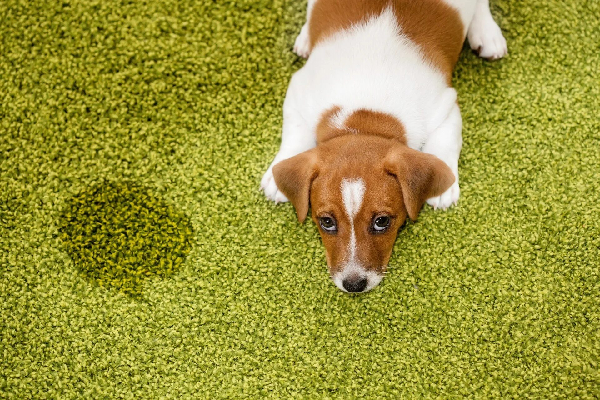 Почему собака мочится. Джек Рассел. Собака на ковре. Щенок на ковре. Животные на ковре.