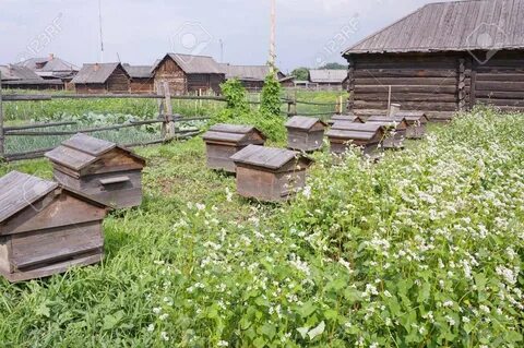 В деревне лимоновка открылась новая пасека