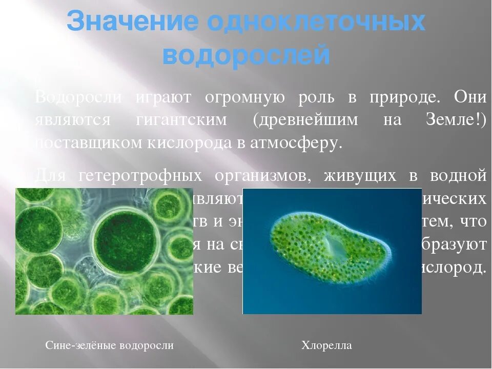 Одноклеточные зеленые водоросли характеристика. Одноклеточный организм роль. Роль одноклеточных в природе. Значение одноклеточных простейших. Роль одноклеточных организмов в природе.