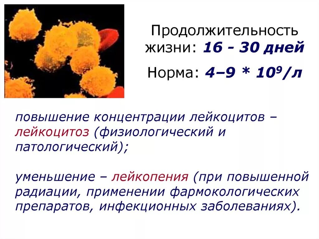 Продолжительность функции лейкоцитов. Продолжительность жизни лейкоцитов. Длительность жизни лейкоцитов. Жизненный цикл лейкоцитов.