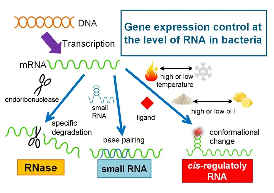 Gene expression. What is Gene expression. Gene Автотяга. Voороо Gene. Expression levels