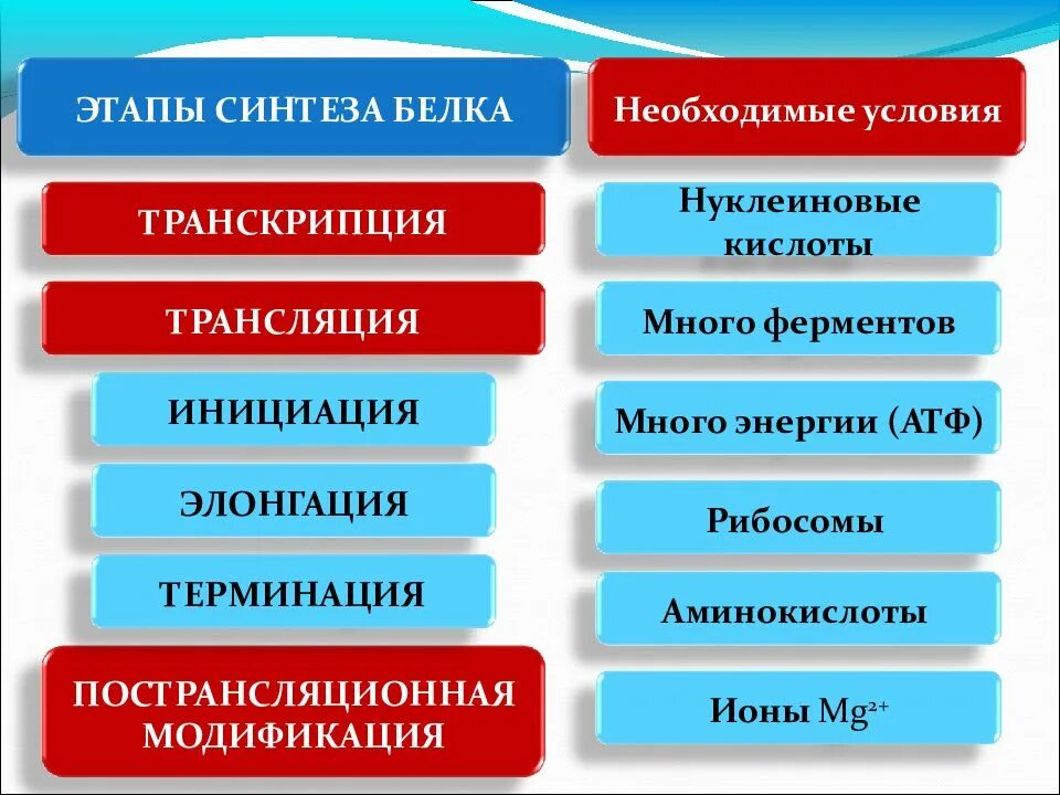 Установите соответствие между транскрипцией и трансляцией