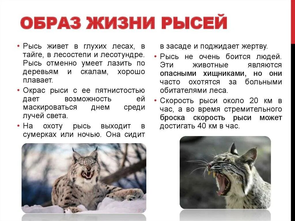 Рысь составить предложение. Рассказ о рыси. рысь описание. рысь презентация. краткое сообщение о рыси.