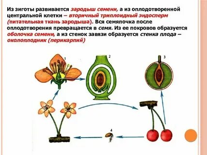 Где находится семя у покрытосеменных растений