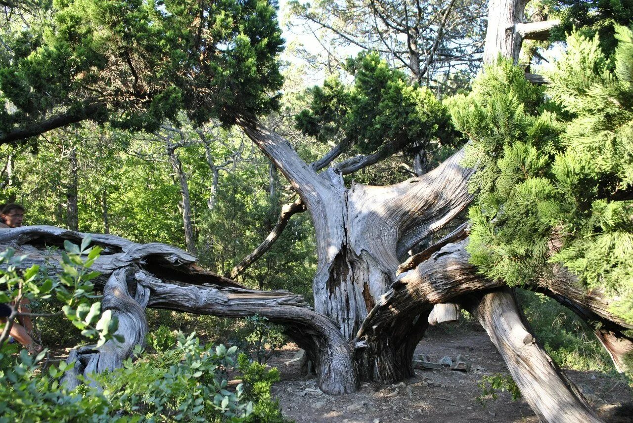 сосновый лес в воронежской области. бондаревский бор хакасия. дуб широколиственный лес. охраняемые деревья. интересные деревья.