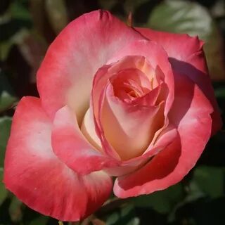 Rose gets