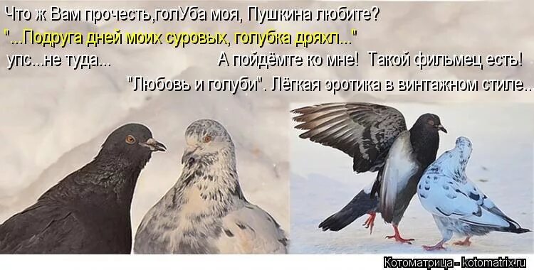 птицы воркуют. подруга дней моих суровых голубка дряхлая моя. птица похожая на голубя. смешной голубь. пара голубей.