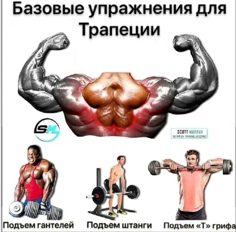 Упражнения на трапецию в тренажерном. Базовые упражнения. упражнения на трапецию. тренировка трапеции в тренажерном зале. базовые упражнения на трапецию.