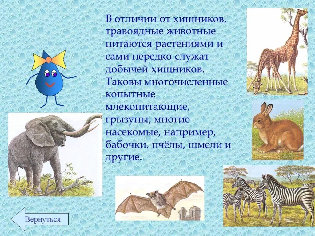 Чем отличаются хищники