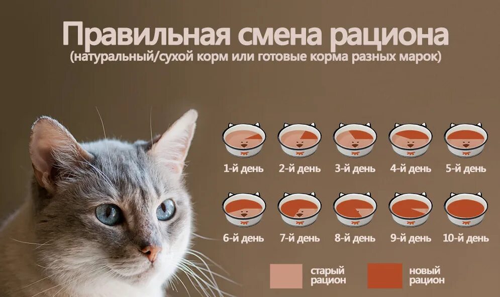 Кот не ест сухой корм что делать. Рацион питания кошки. натуральный рацион для кошек. правильный рацион кота. правильное питание для стерилизованной кошки.