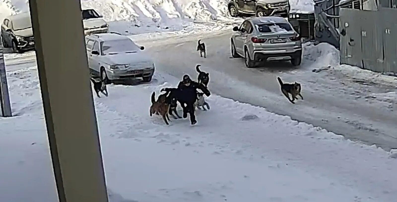 Стая собак напала на ребенка в Башкирии. Стая собак. Стая собак напала на ребенка. Нападение собак видео