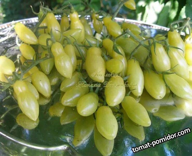 Dancing Green Fingers (Танцующие Зелёные Пальчики)