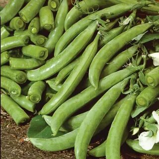 Vegetable pea