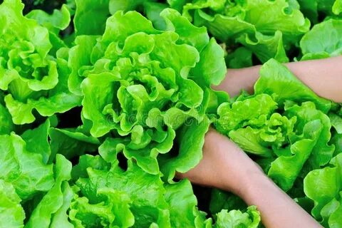 Green pick