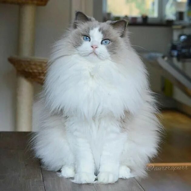 Pin on Cat Breeds