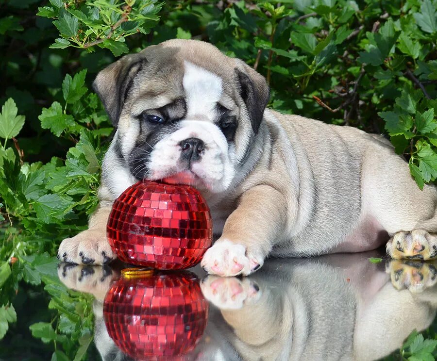 Английский бульдог глэдстоун. Открытка с бульдогом. Голубой соболь окрас французского бульдога. Английский бульдог девочка. Бульдог 11.