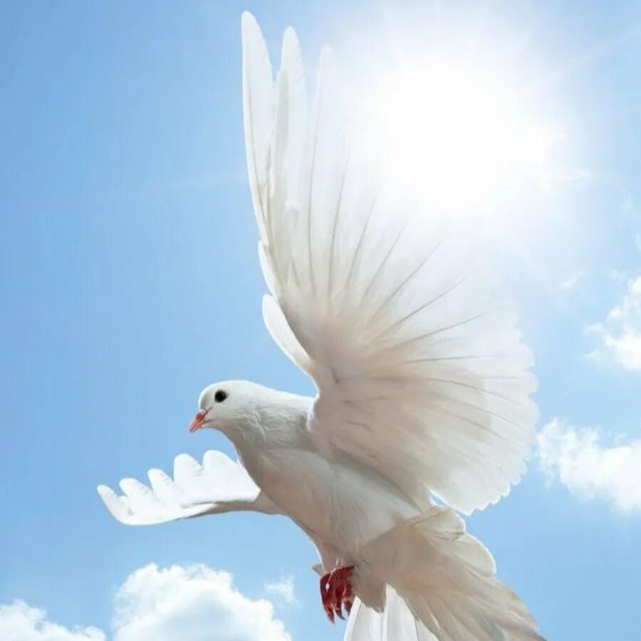 Голуби в небе. Птица в небесах. Голубок в поднебесную высь. Голубок в поднебесную высь. Голубок в поднебесную высь.