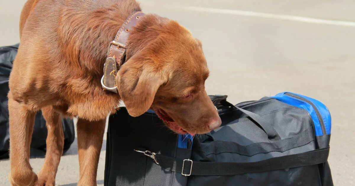 Подозрительная сумка. Собака ищет бомбу. Бесхозная сумка. Предметы на улице.