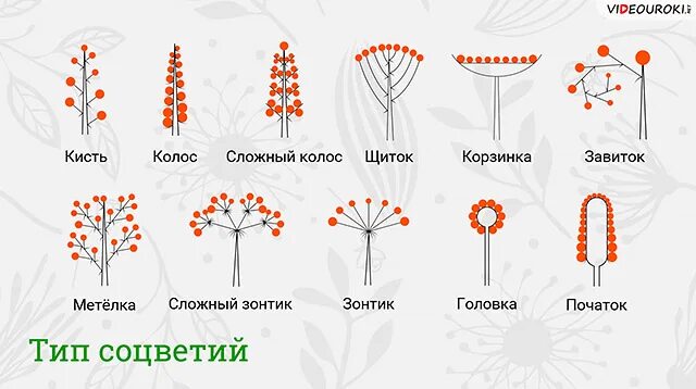 Схема типов соцветий. Схема простых соцветий биология 6 класс. Схема типов соцветий 6 класс биология. Схема соцветия растения биология 6 класс.