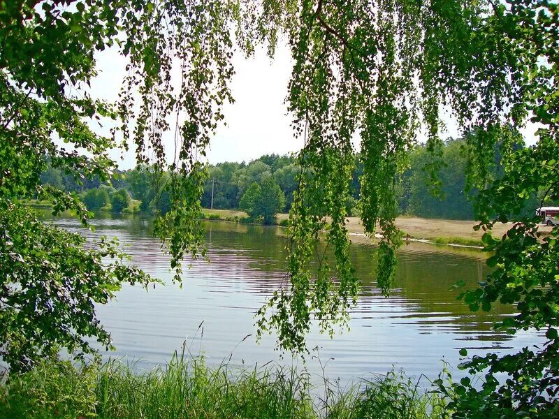 Звучащая роща. Тихой рекою в березовой роще. Берёзовая роща и река. Береза повислая над рекой. Березовая роща озеро Ивановская область.