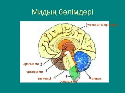 Лиза Эннмен топтық секс